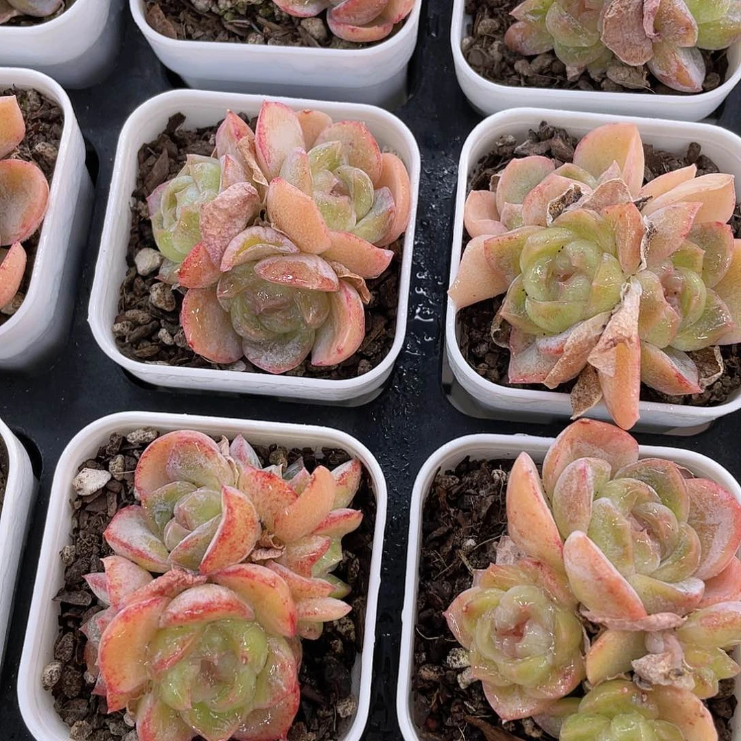 H27  全状态胖虎群一个