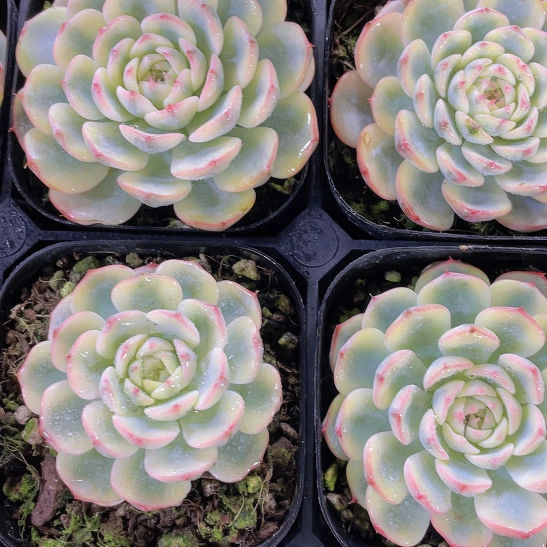 H139  全状态姬莲锦单头一个