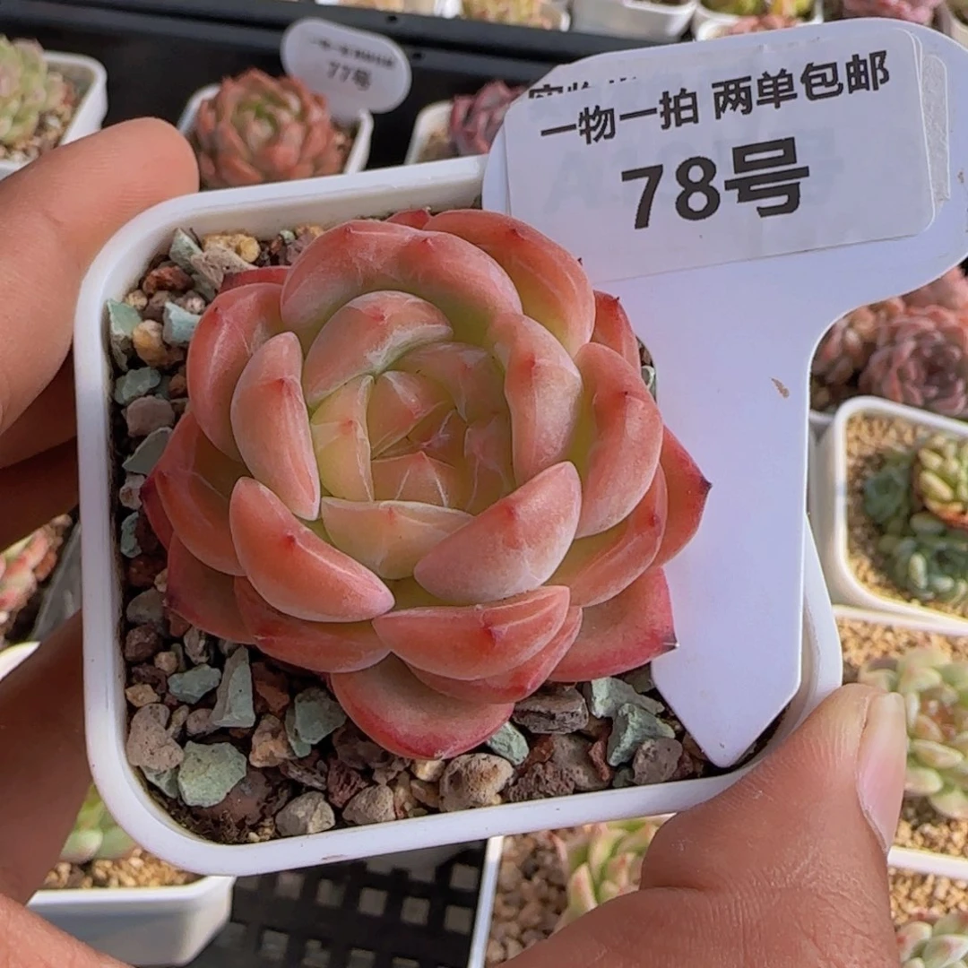 一物一拍78号橘透珍妮