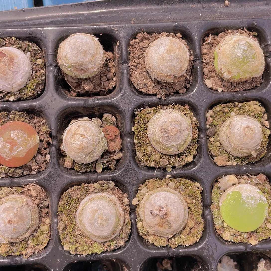 H112  精品灯泡单头两个