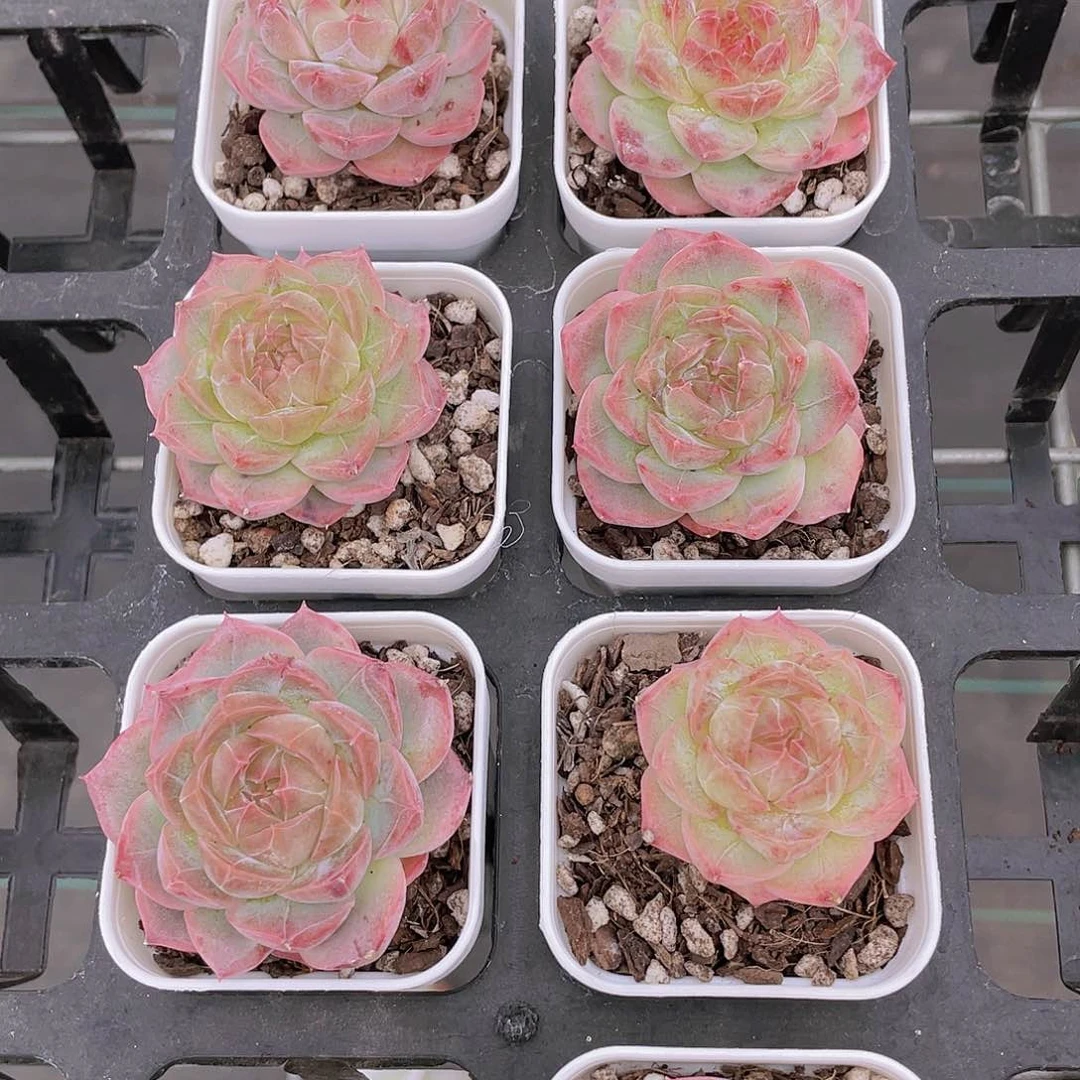 W658号 糖心奶油井中月单头一个