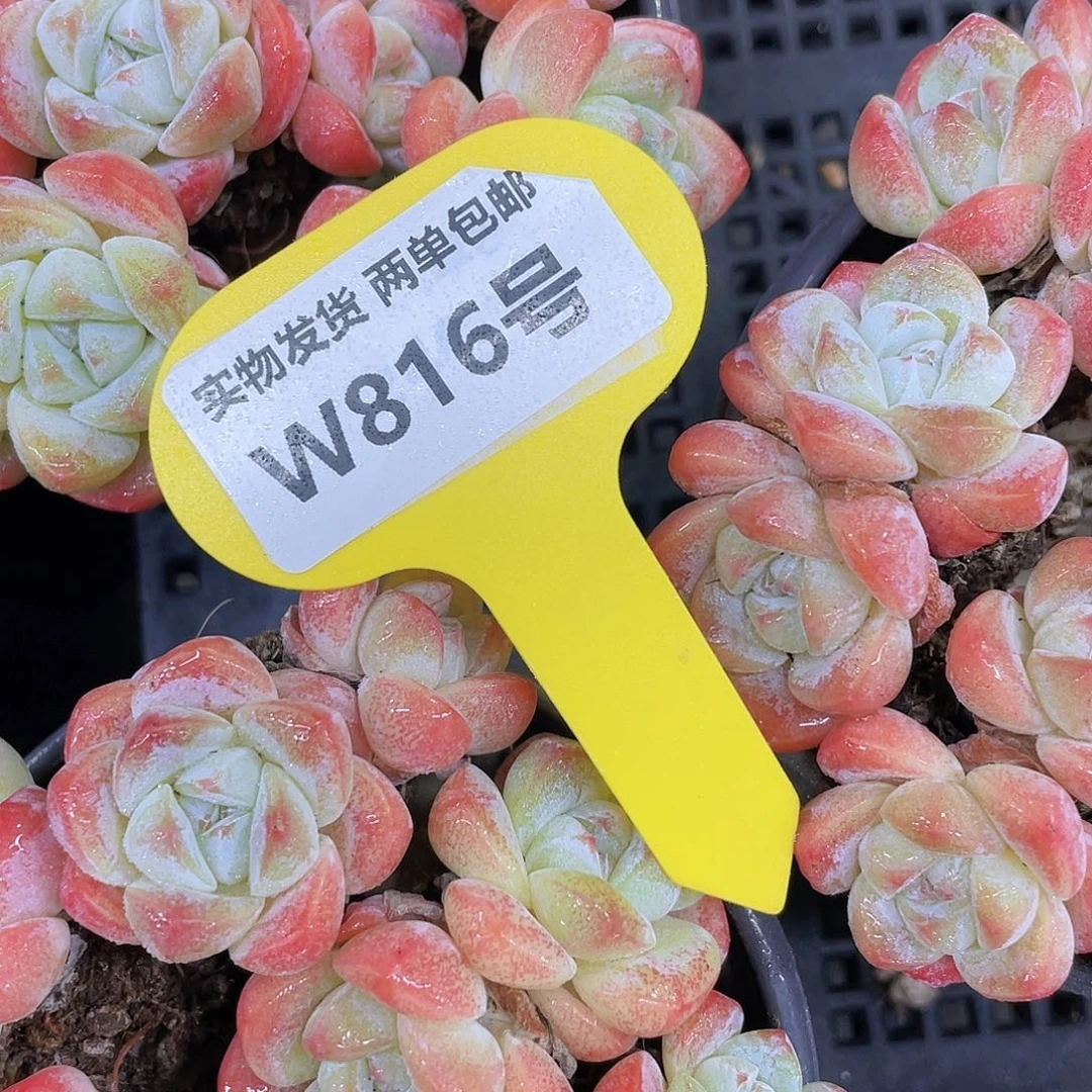 W816号 全状态奶油冰玉拼盘十二个头起