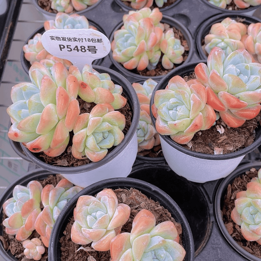 P548-全状态奶油冰玉双头三个