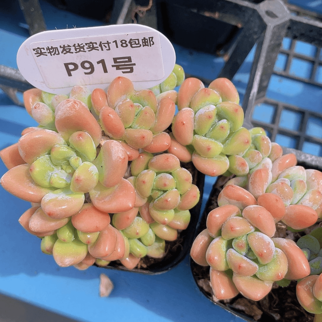 P91   老桩捧花洛神群