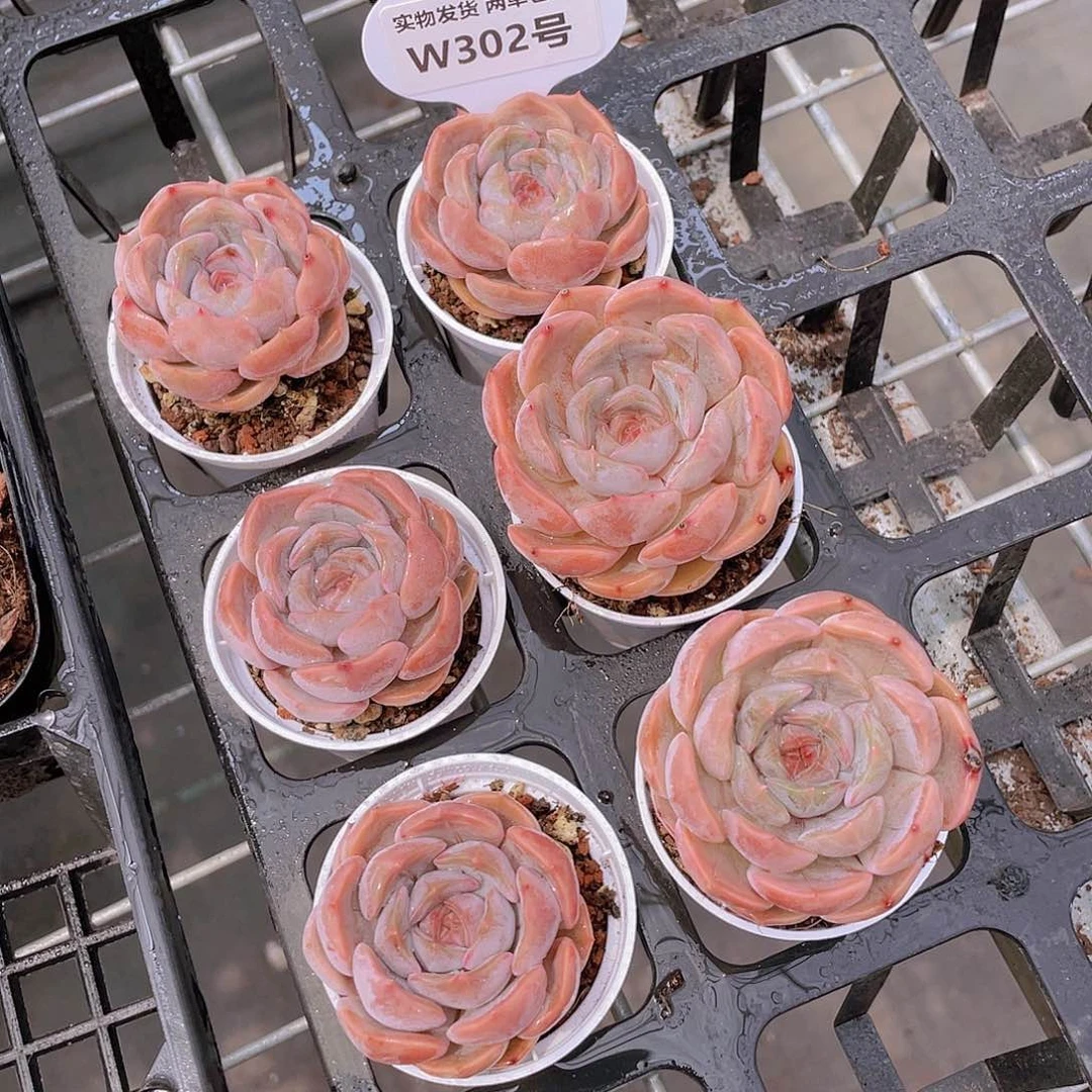 W302号 精品糖心夜莺买一送一