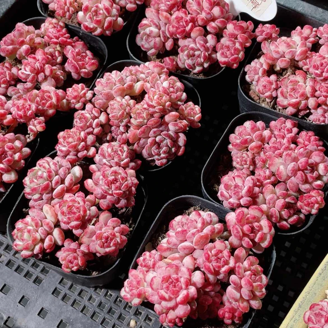 【闪购商品】量拍52号 全状态精品萌豆群