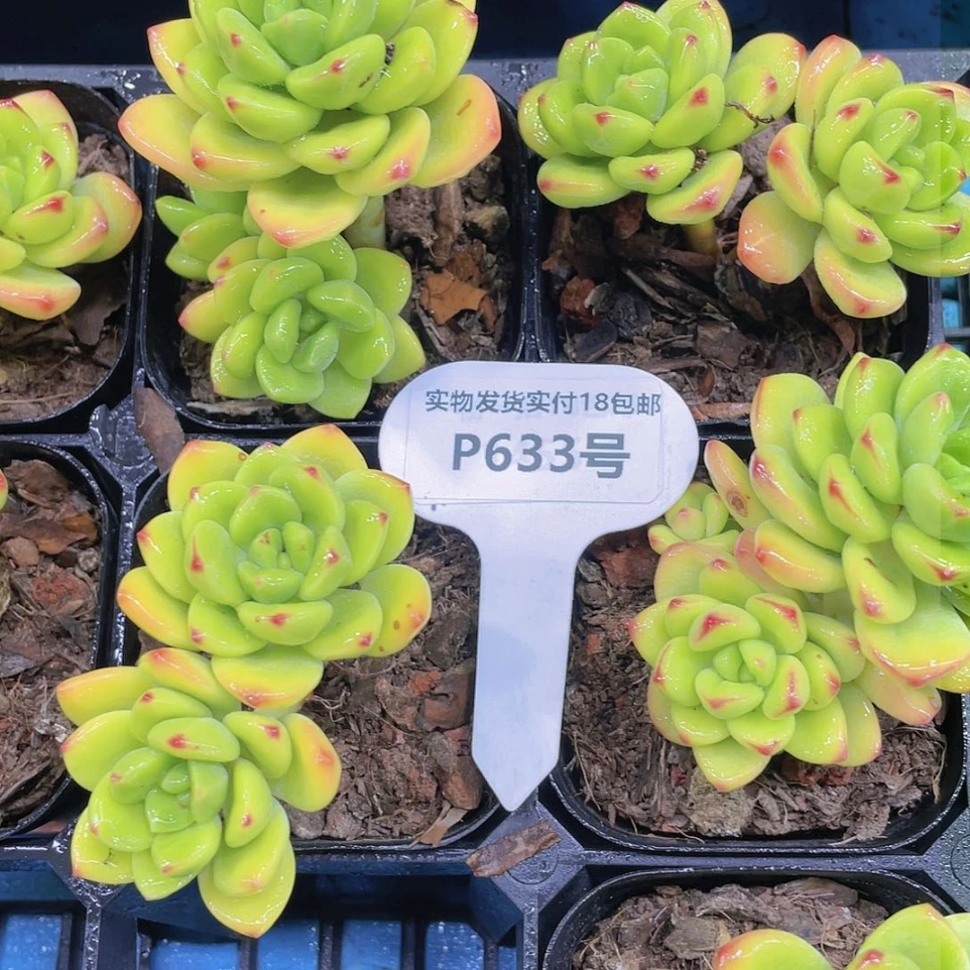 P633号 全状态柠檬宝石双头