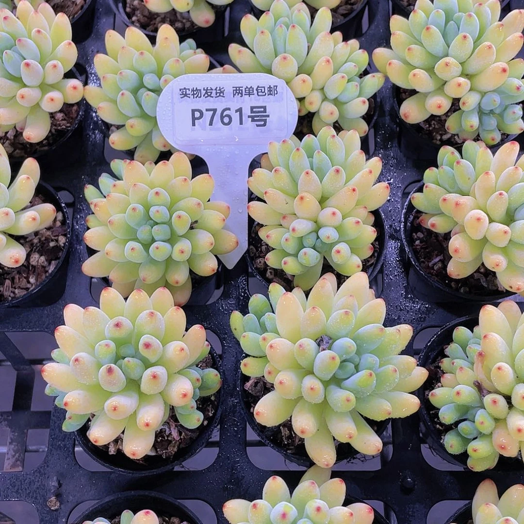 P761-全状态精控老桩荧光棒