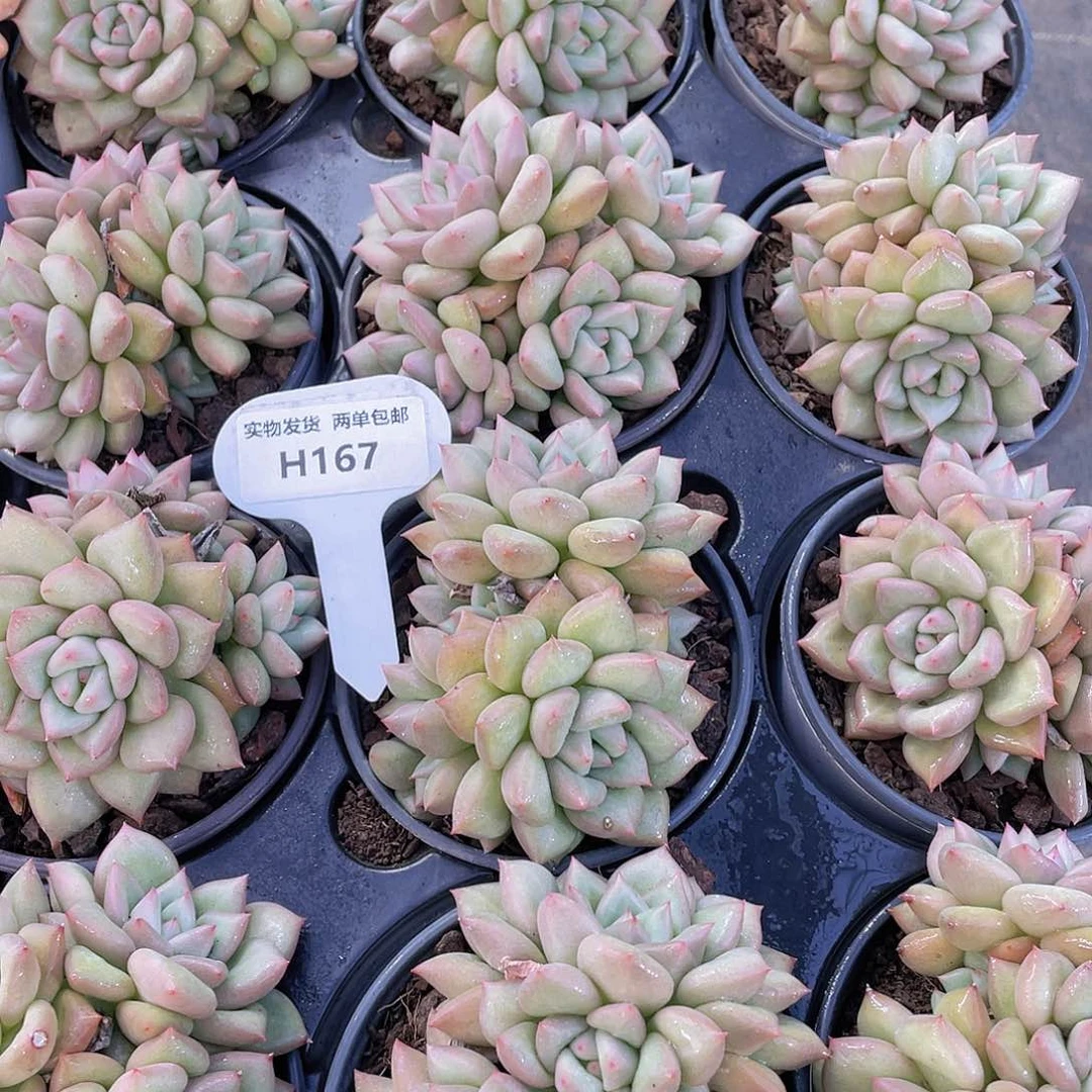 H167  全状态黄金象牙群一个