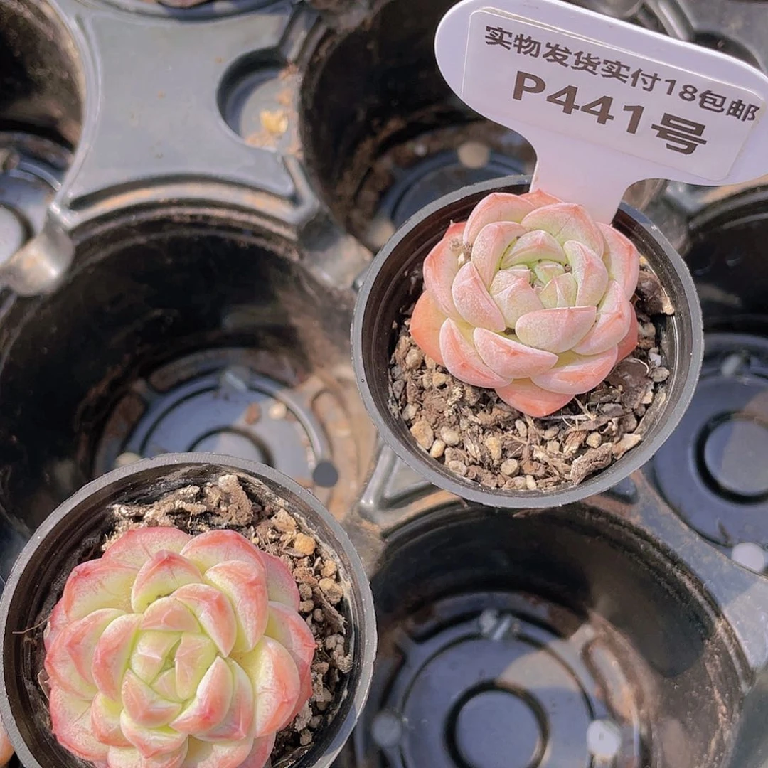 P441-奶油钻石粉白桃买一送一