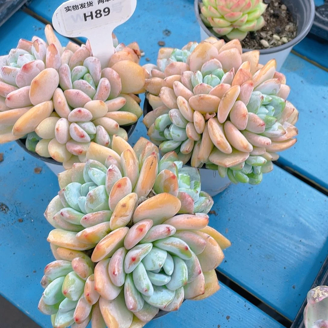 H89  丸叶冷香三头起一个