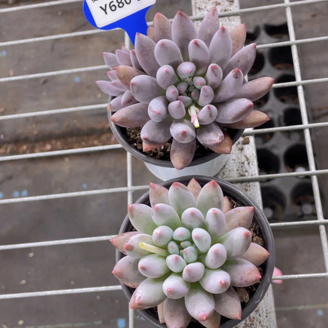 Y680-精品母本所罗门双头一个