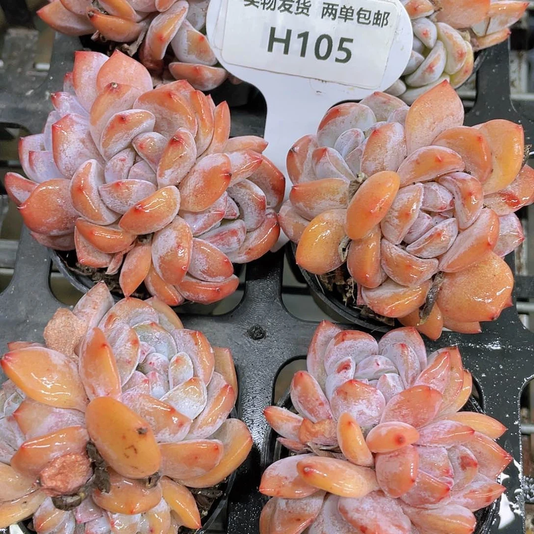 H105  全状态雪天使群一个