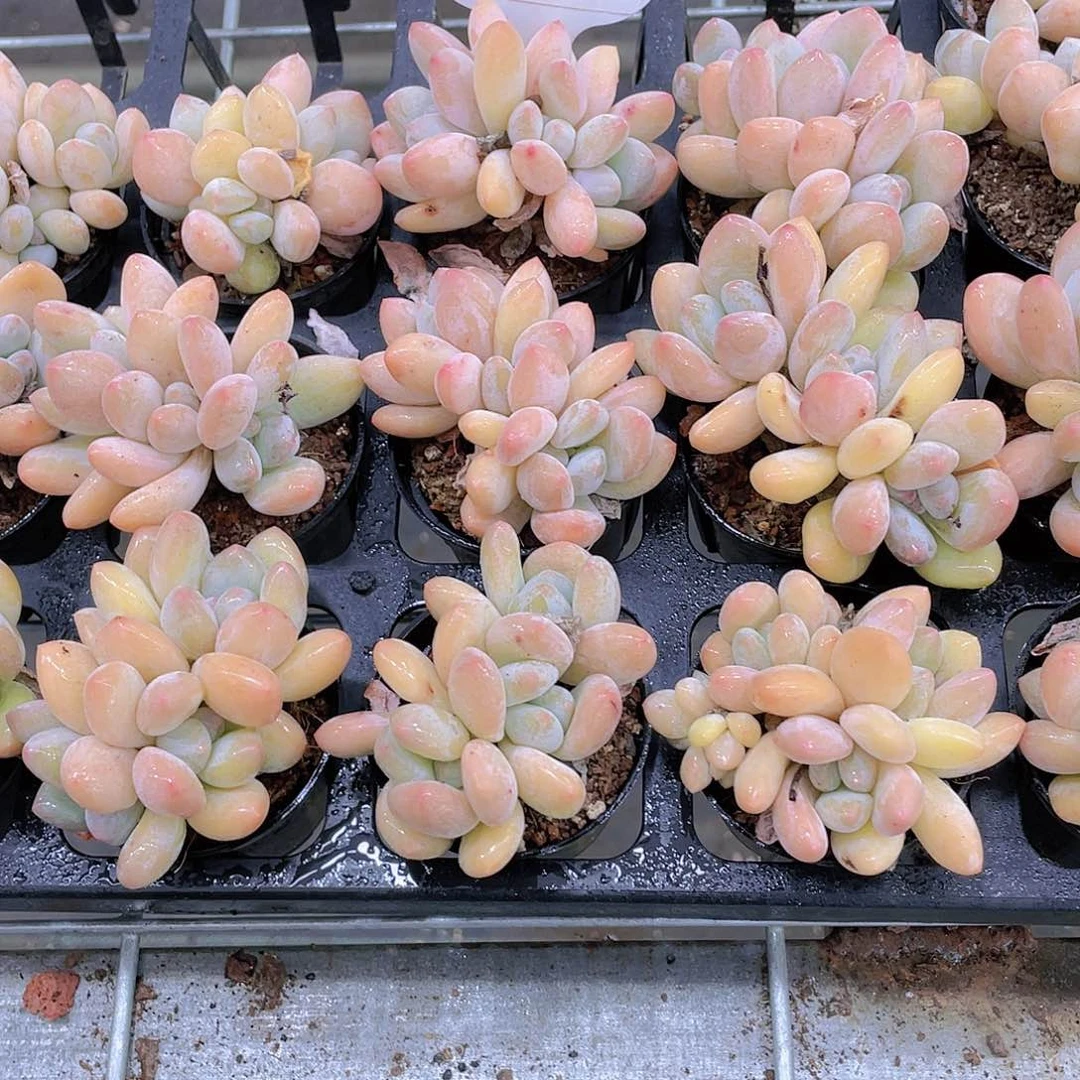 W317号 全状态奶油香水三头起买一送一