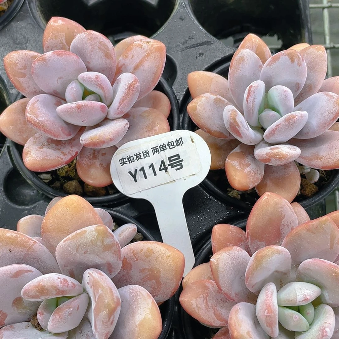 Y114-精品母本粉兔大单头一个