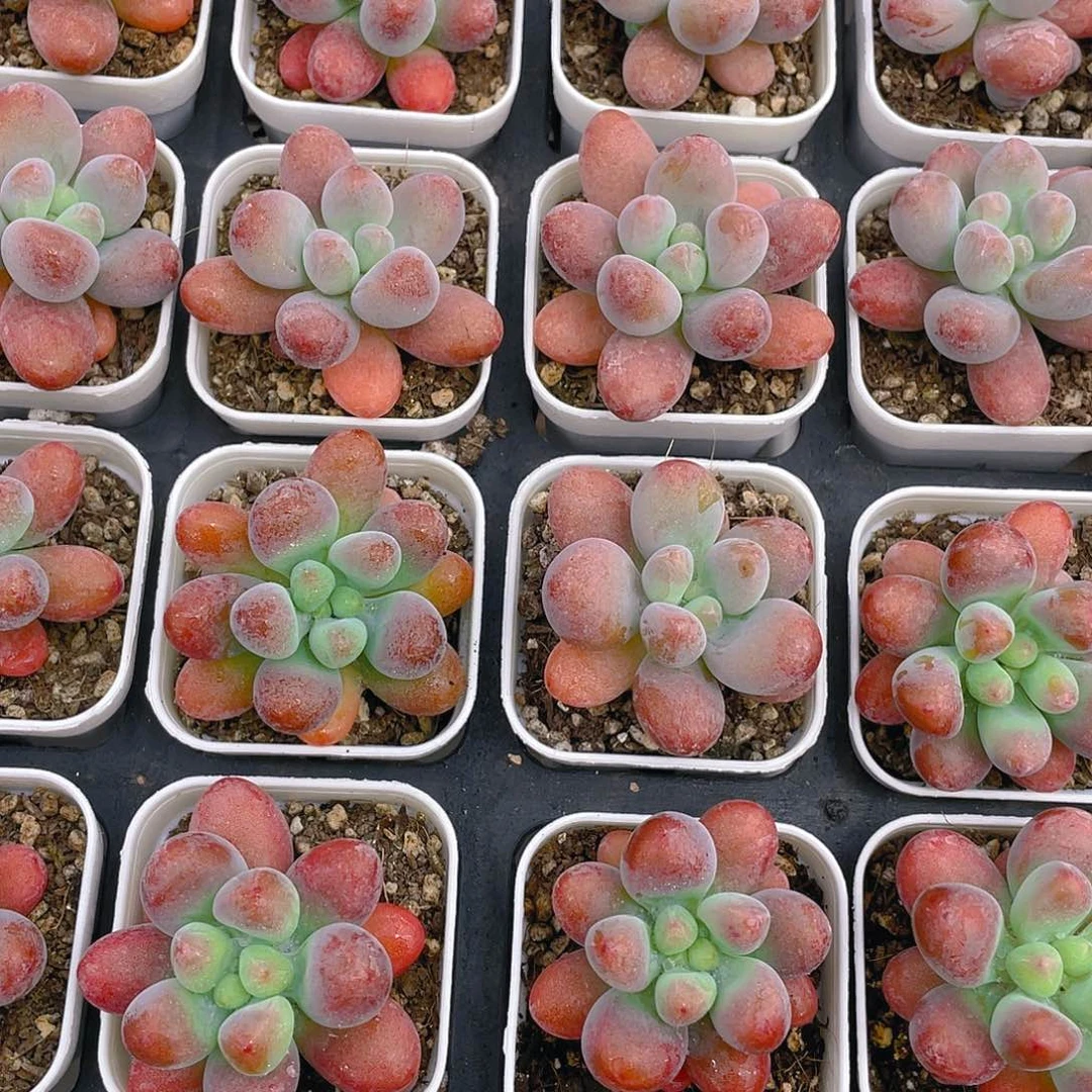 H174  精品老桩胖大星一个