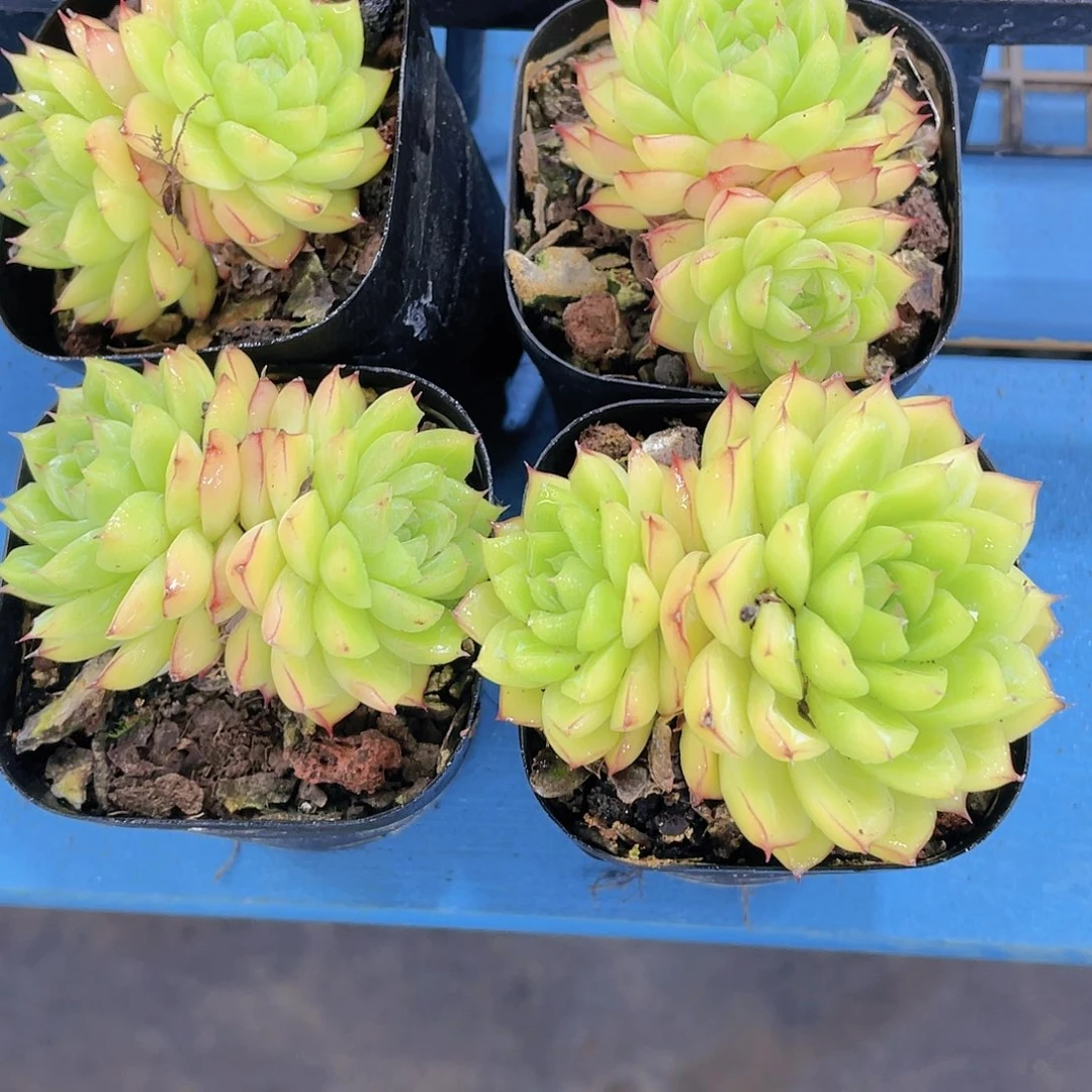 H936  清新柠檬珍妮麦秆双头两个