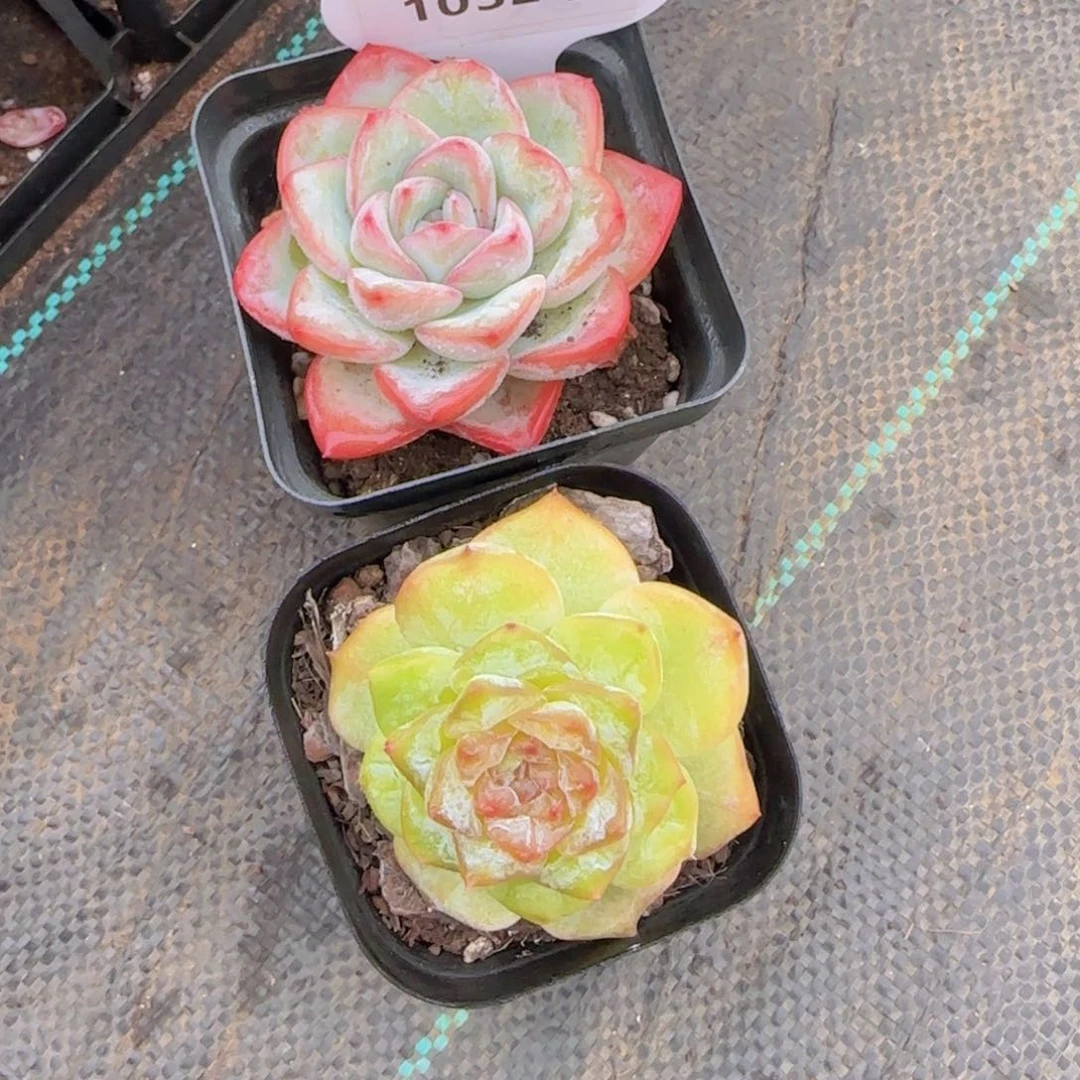 1032号 泡芙加珍妮