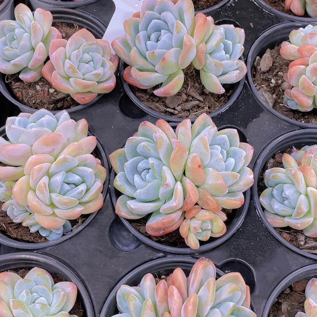 H813  钻石冰玉双头起  两个