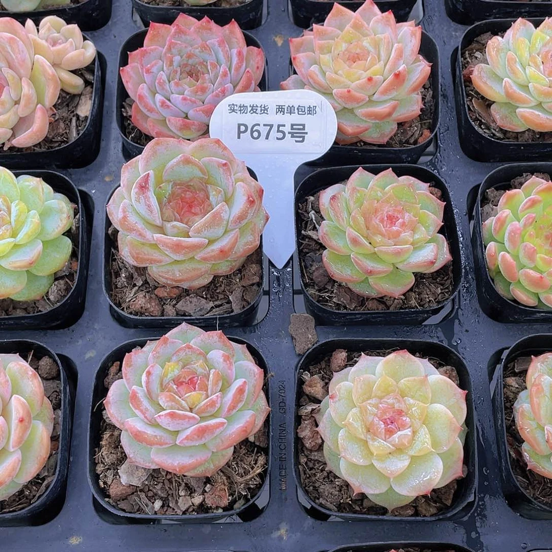 P675-全状态糖心精品草莓果酱
