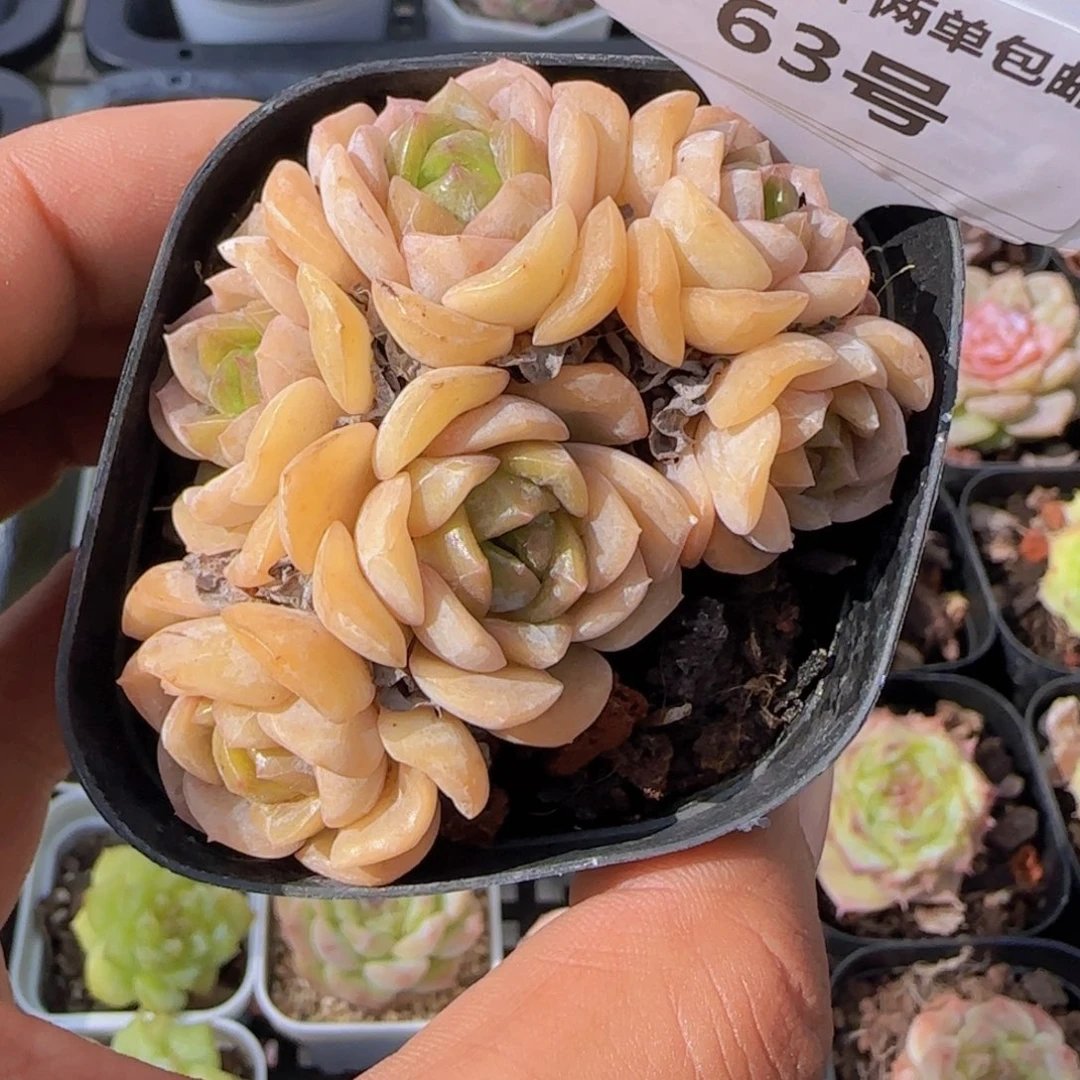 一物一拍63号 珍妮熔晶六头