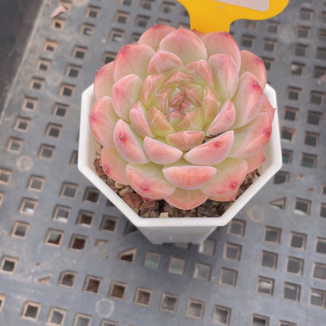 W663号 全状态果冻冰魄单头一个