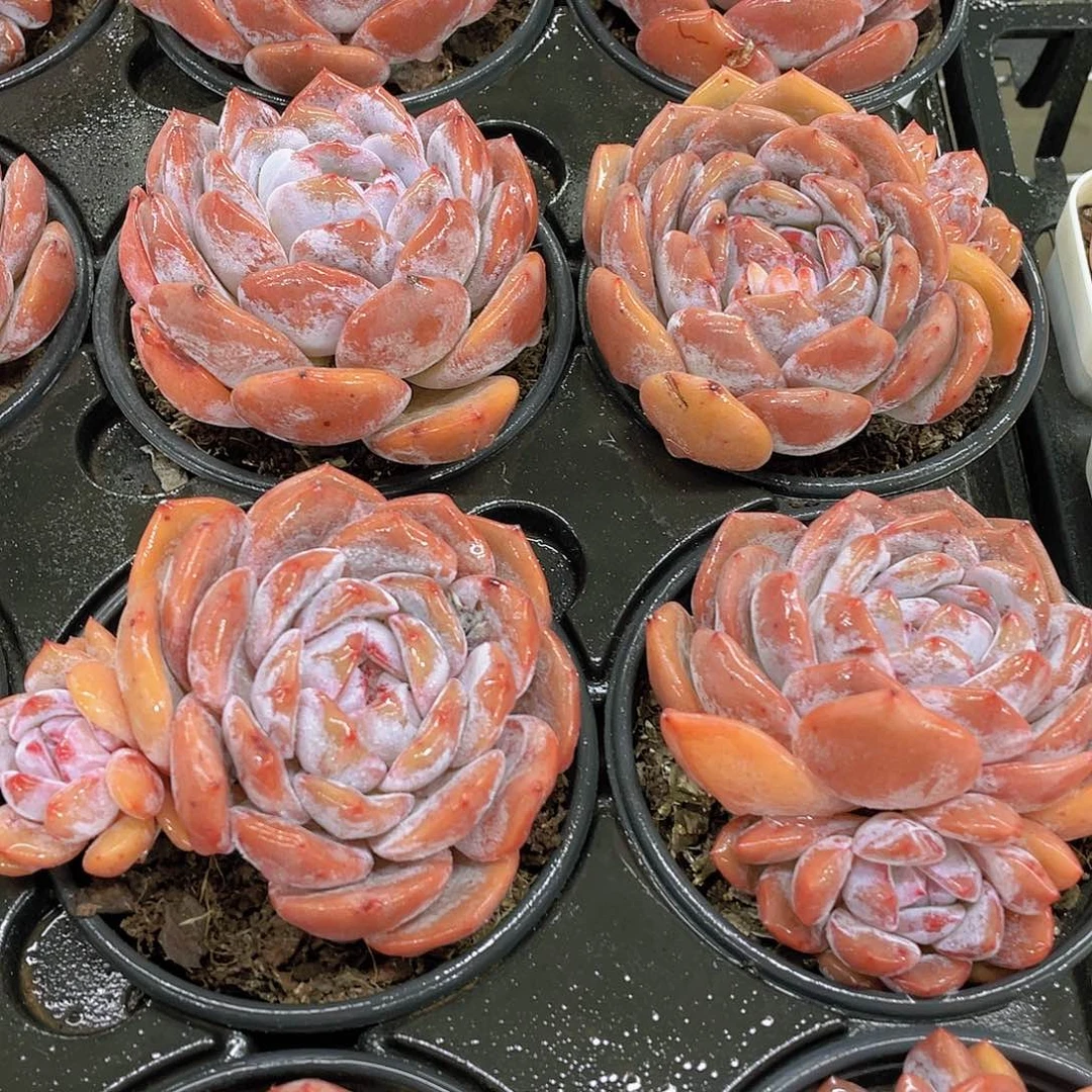 H338  全状态尾货韩橙单头3颗