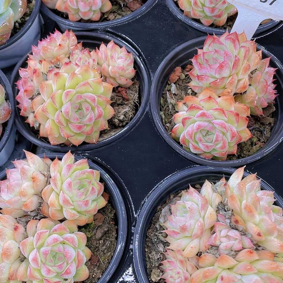 H357  全状态桃熏女王群一个