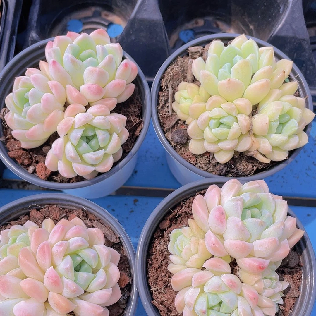 量拍17 精品奶油美人群一个