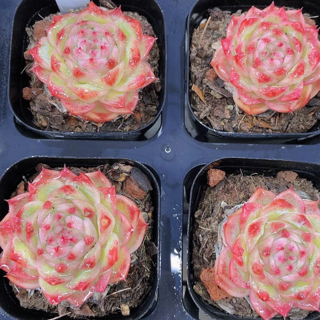 H170  全状态微光珍妮糖心一个