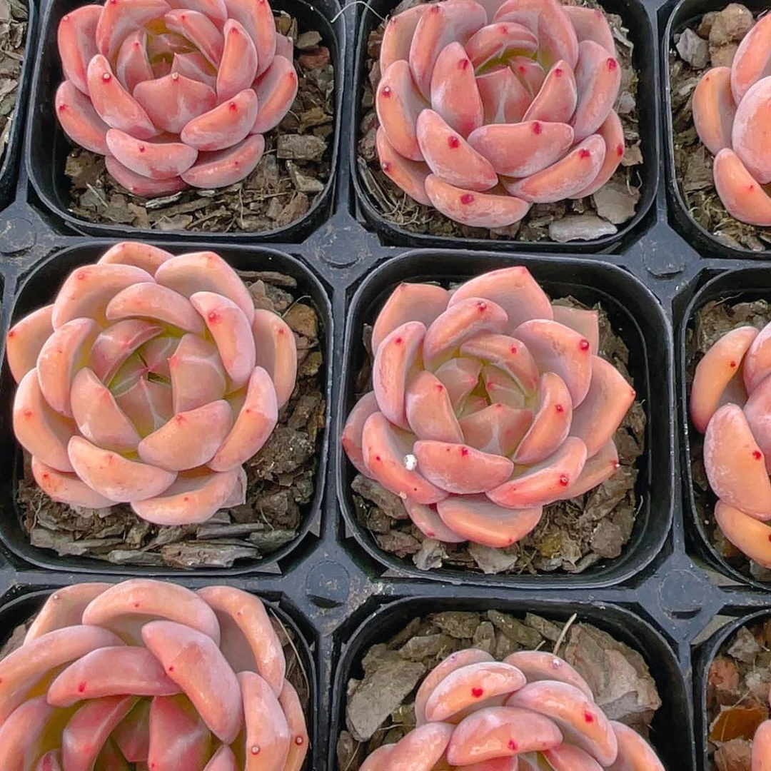 H274  精品Q橙单头一个