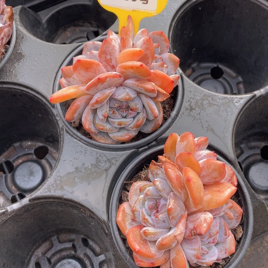 W699号 石榴籽星影三头两个