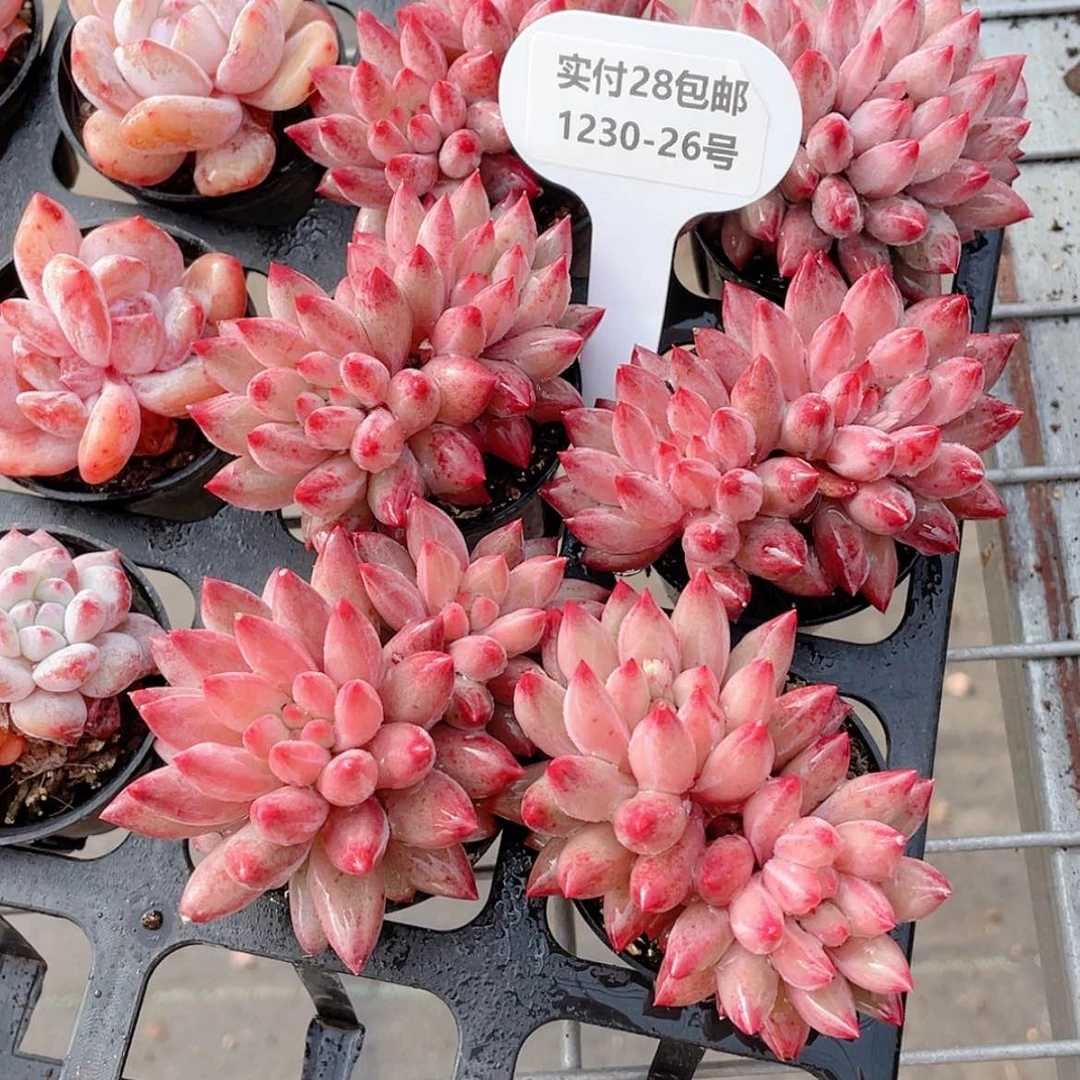 【闪购商品】1230-26号 精品车厘子双头