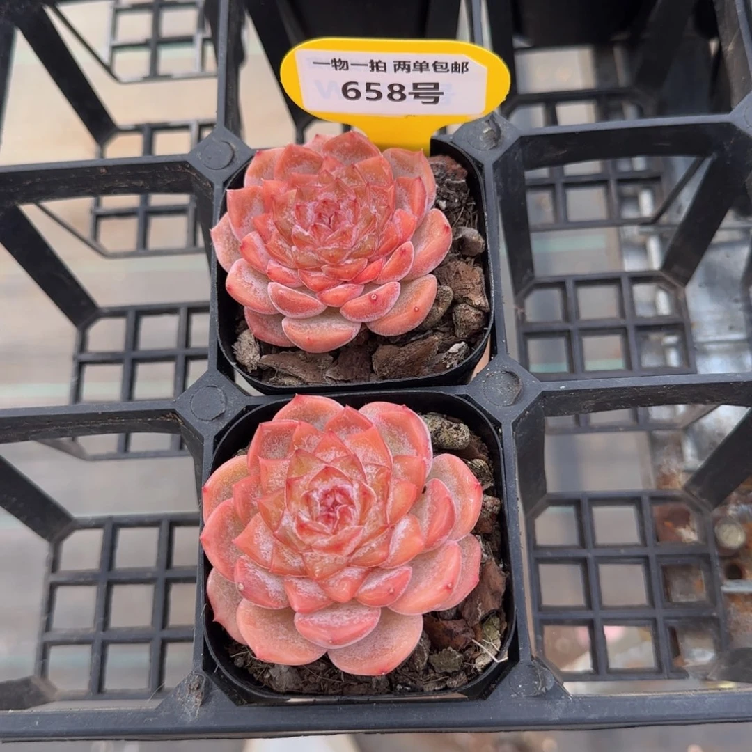 658号 全状态粉红糖心新品一个