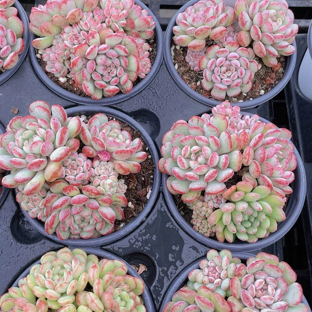 H333  精品萌豆群一个