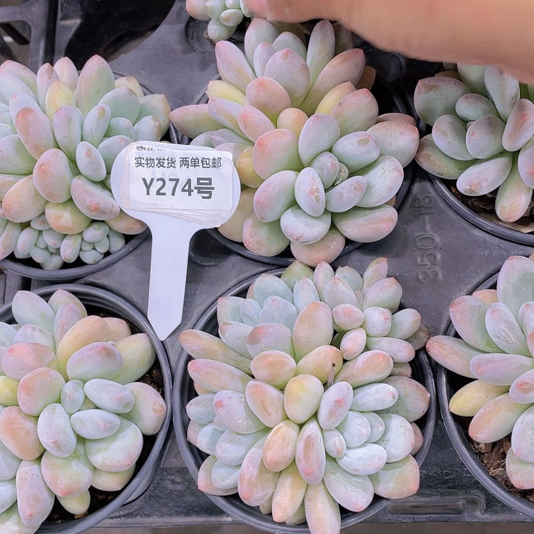 Y274-全状态母本香水多头群一个