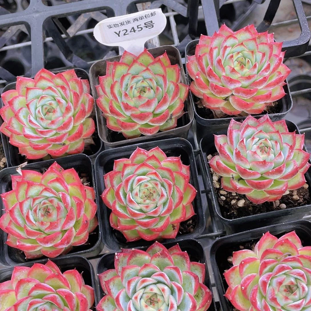 Y245-W全状态精品母本粉水晶买一送一