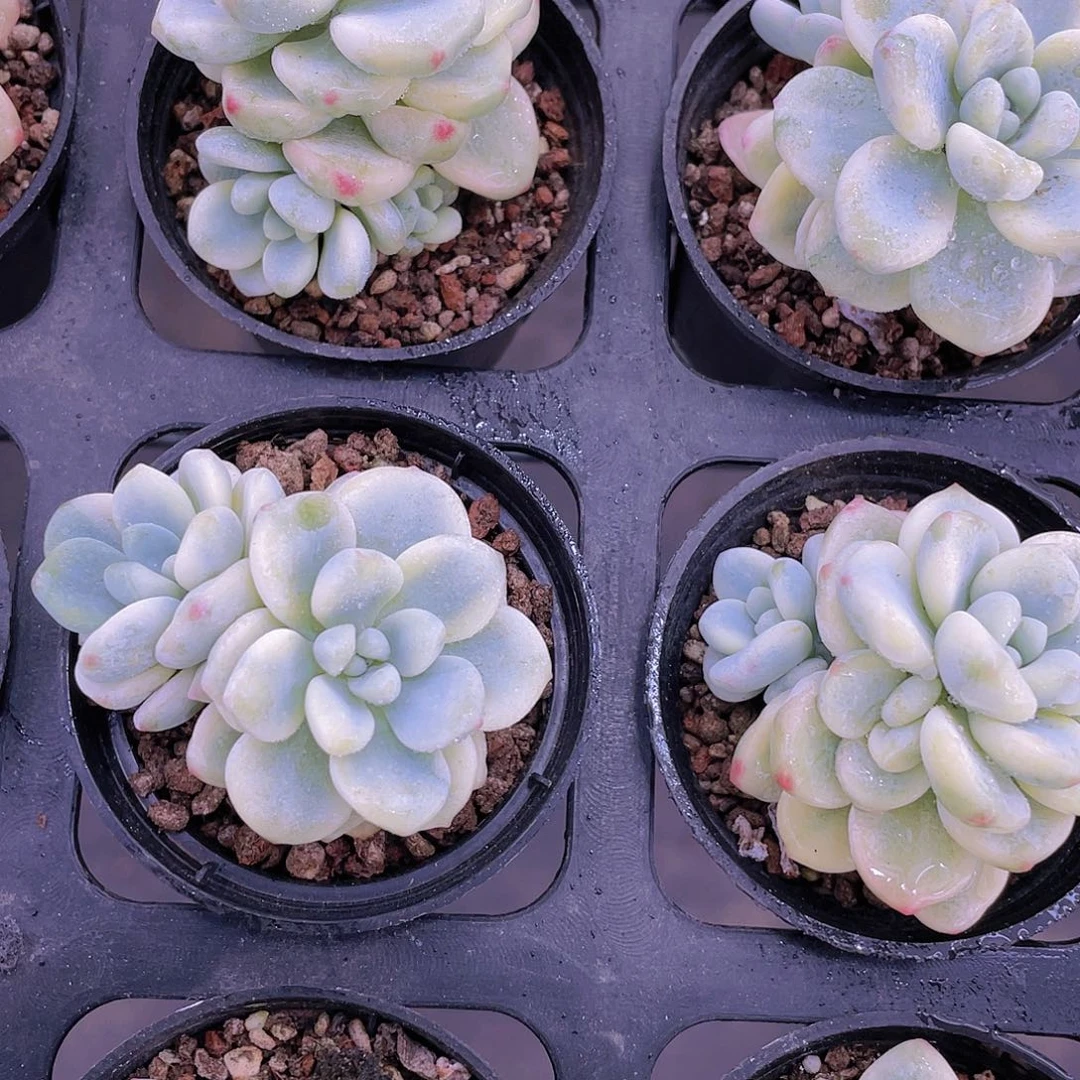 P48  全状态福利劳尔锦买一送一