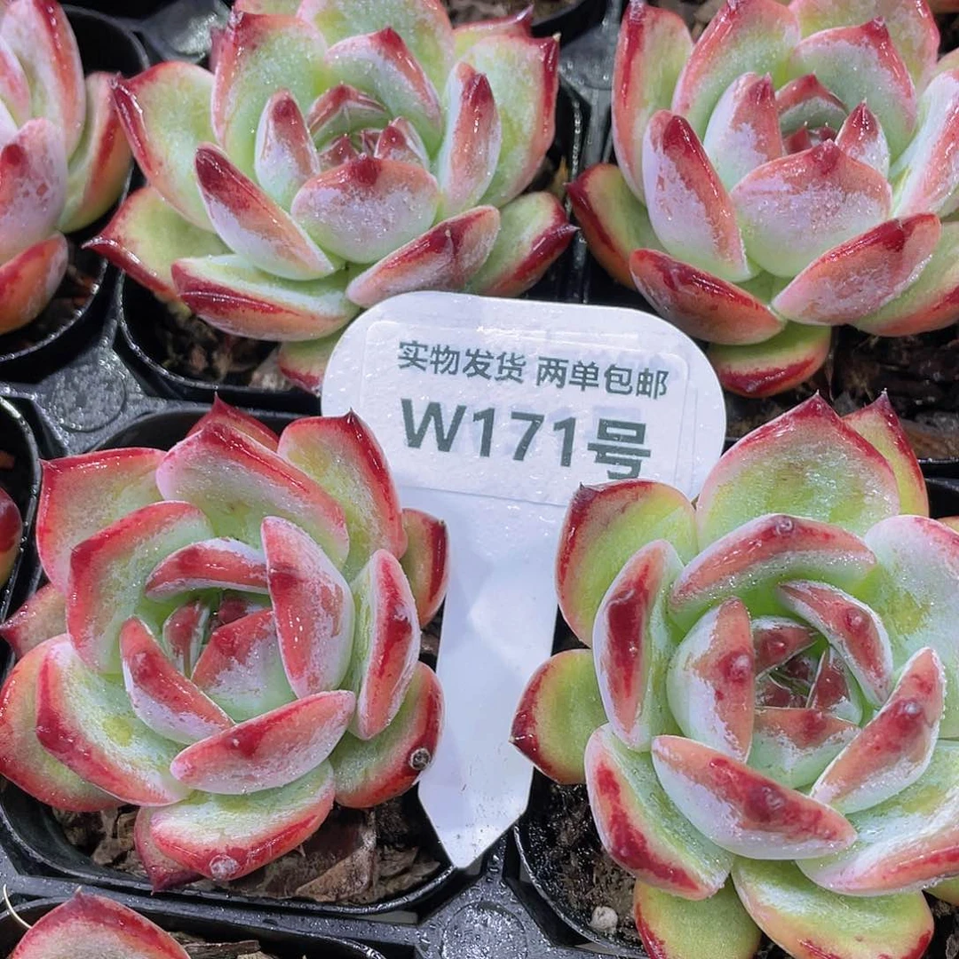 W171号 精品糖心红拉糖单头一个