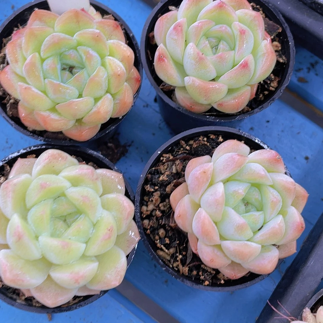 H296  白桃汽水  买一送一