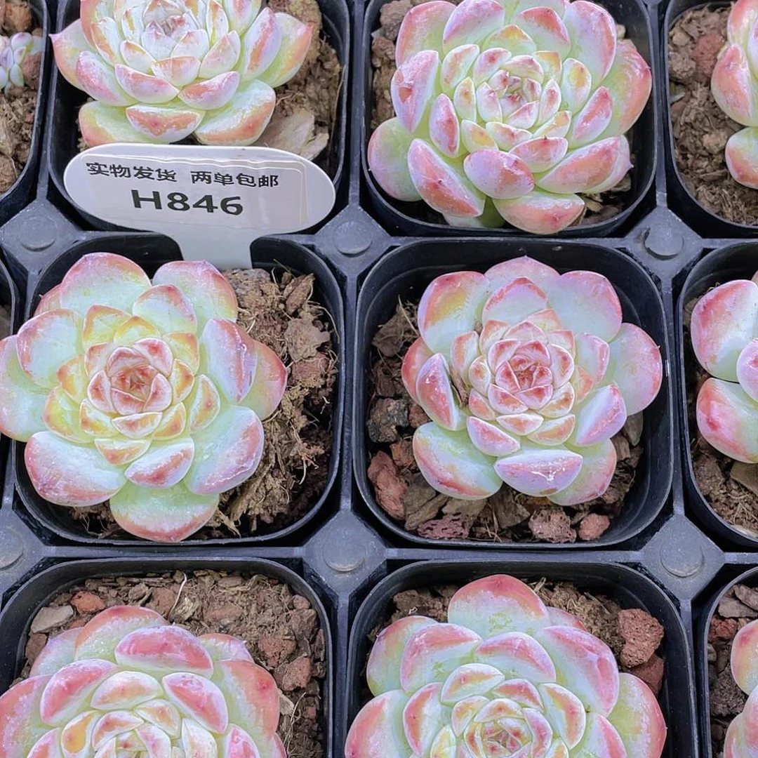 H846  绿透珍妮糖心单头  买一送二