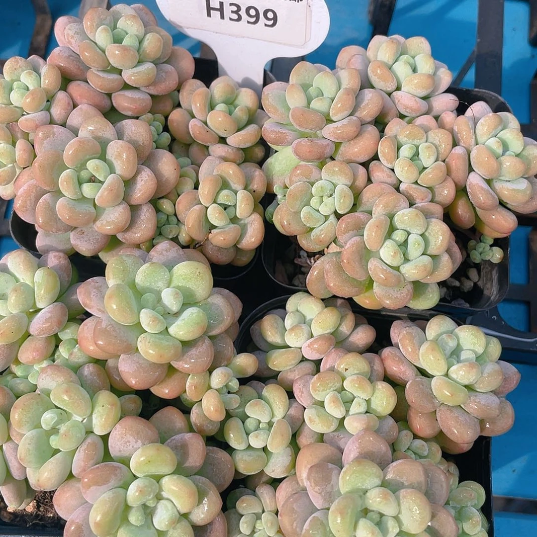 H399  m精品洛可可老桩群一个