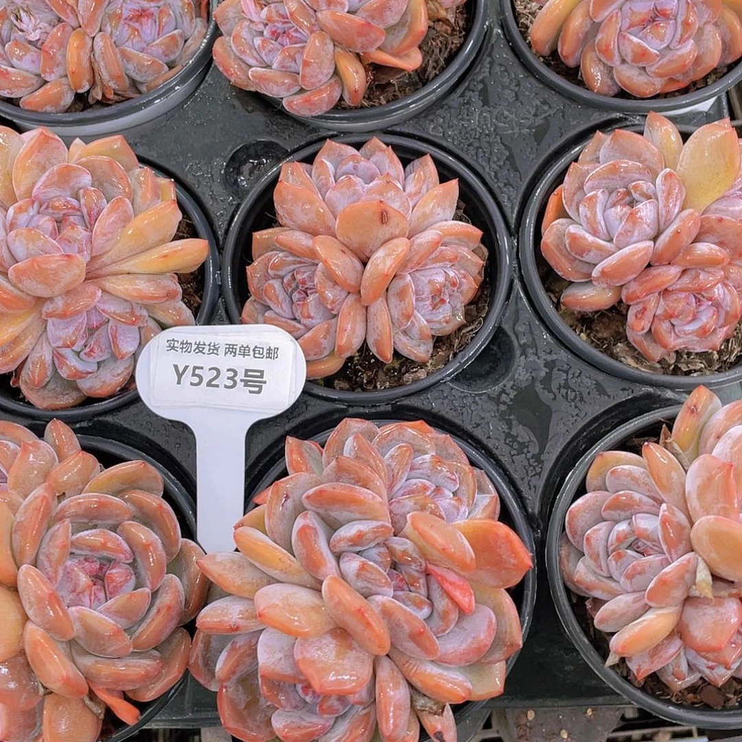 Y523-全状态糖心石榴籽星影三头群福利一个