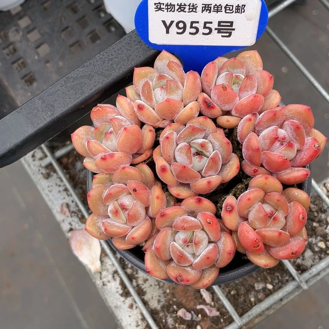 Y955-精品奶油雪天使单头八个