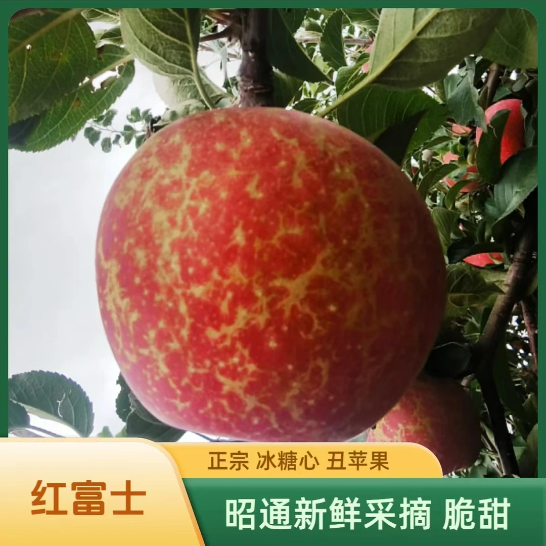 云南昭通冰糖心细腻丑苹果新鲜脆甜好吃多汁香甜包邮