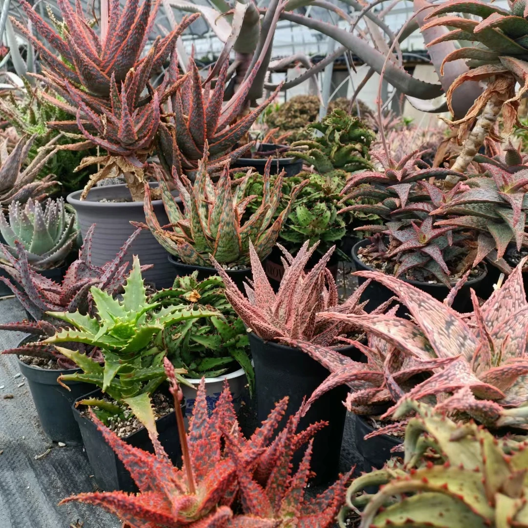 超级芦荟原始芦荟29-159脱土发马刺根