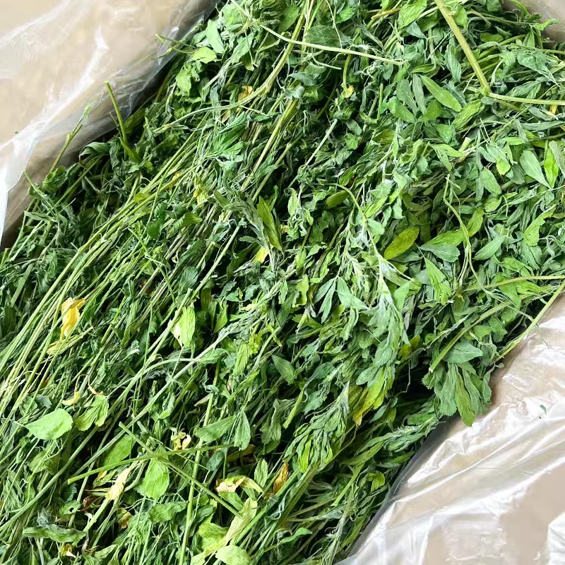 烘干苜蓿草兔粮兔子饲料仓鼠龙猫粮食荷兰猪饲草幼兔干草牧草