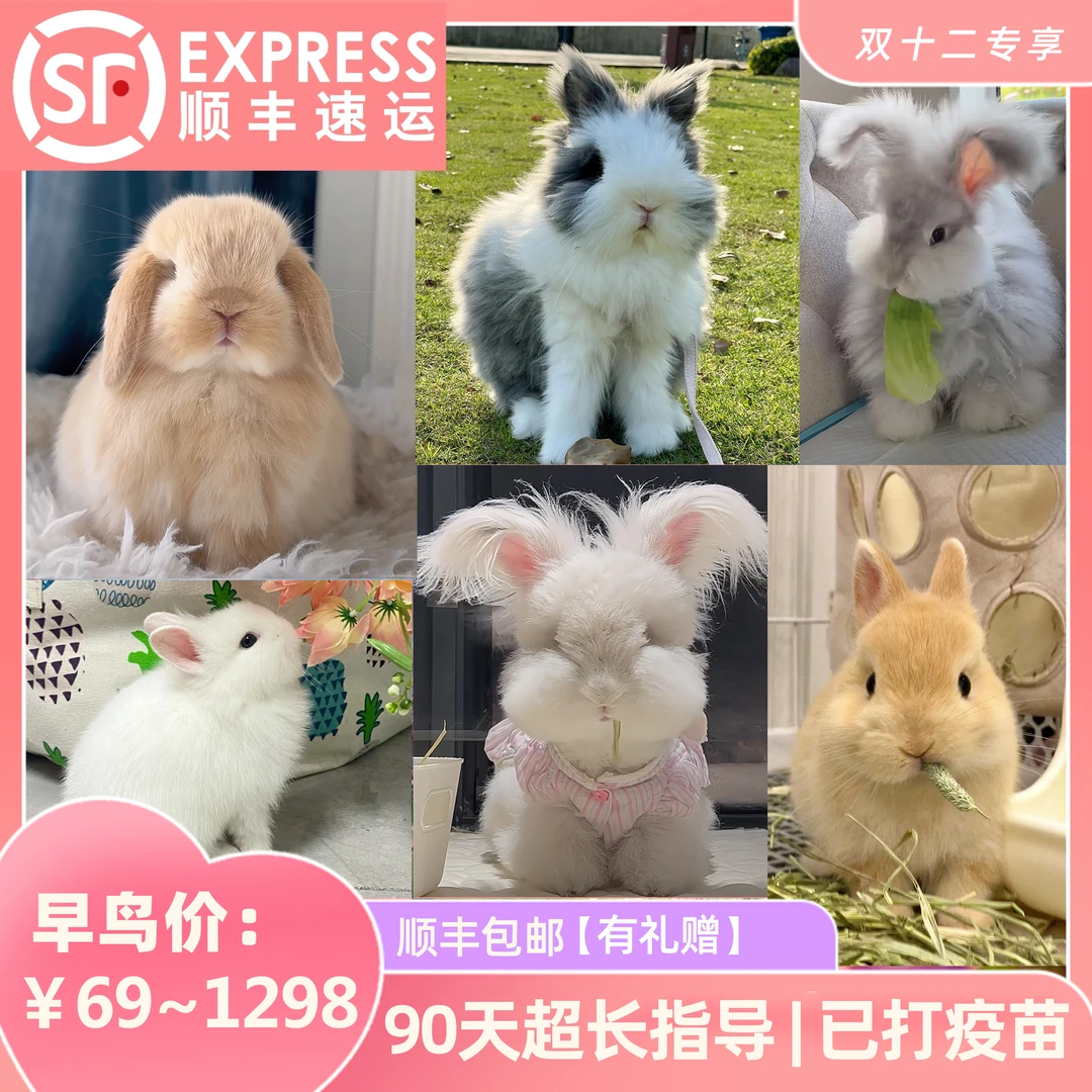 【年中特惠】单双血高品侏儒兔垂耳兔猫猫兔海棠兔安哥拉兔子活体