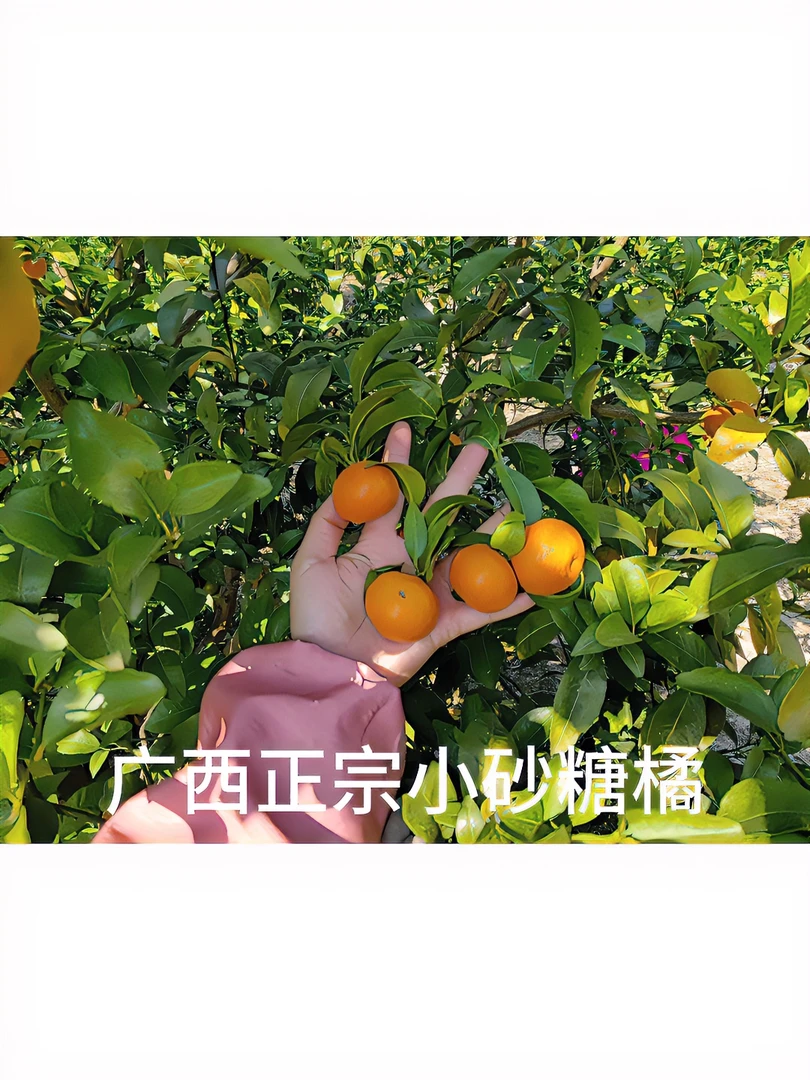 广西正宗小砂糖橘（砂糖橘之乡西林特产）新鲜优质皮薄发货酸甜采摘
