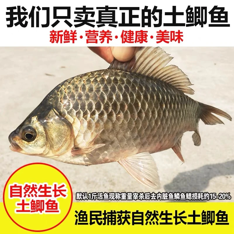 原生态鲫鱼新鲜土鲫鱼活鱼现杀渔民真空包装方便食用 顺丰包邮